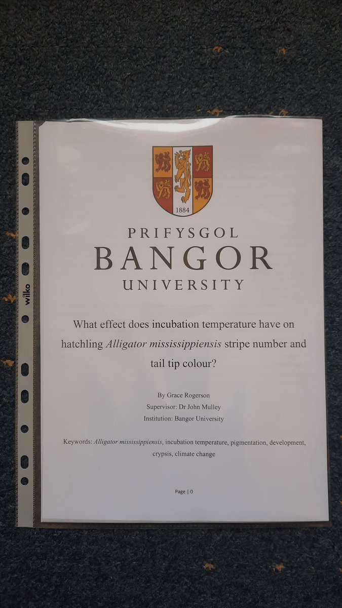 gracevrogerson's tweet image. see you later, alligator #dissertationhandin