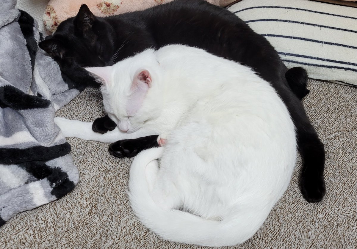 猫さんが籠に可愛らしく収まってるなぁ 次の瞬間 突然屈強になり破壊を開始 メリハリある姿に パワー と歓声 Togetter 猫さんが籠に可愛らしく収まってるなぁ 次の瞬間 突然屈強になり破壊を開始 メリハリある姿に パワー と歓声 Togetter