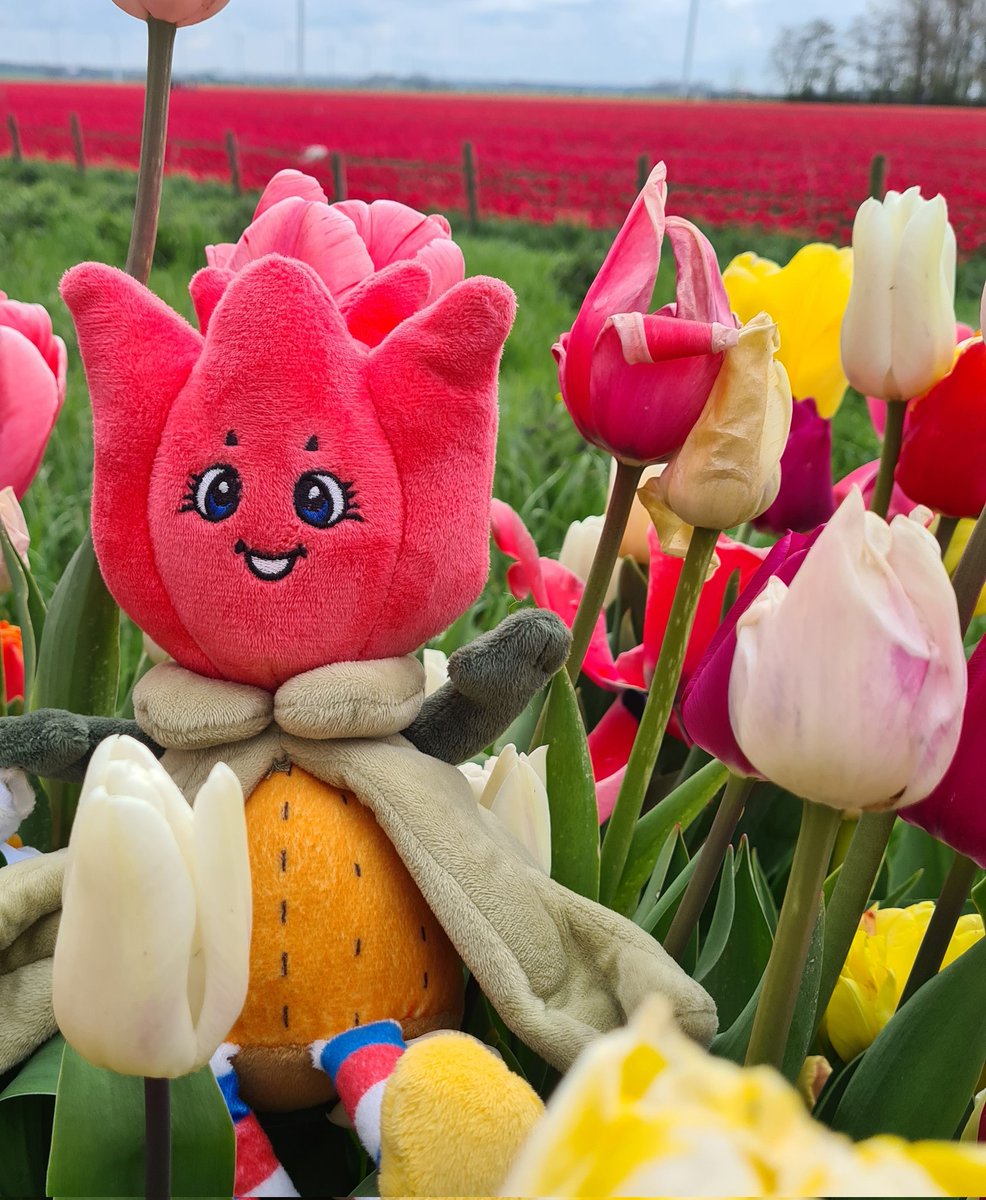 TillyTulp tweet media