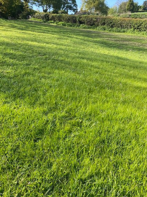 Agrifactors's tweet photo. Our Wildflower Meadow is really beginning to take shape #wildflower #yellowrattle #wnos #wildmeadowcreation https://t.co/o256K9laok