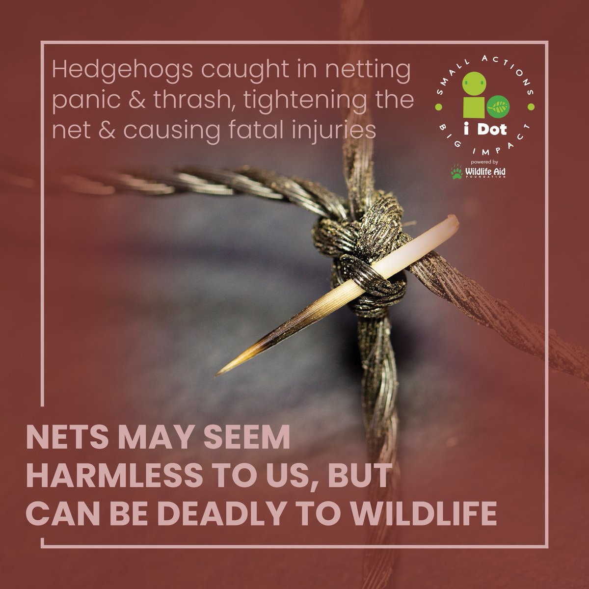 idoonething's tweet photo. Today’s #iDot –Tidy away unused garden netting
IT’S #HEDGEHOGWEEK!🦔
One of the most common situations @WildlifeAid responds to is #animals tangled in netting.Lifting up goal nets & tidying away unused garden netting can save lives.
#iDoOneThing #DoItToday @PTES @HedgehogSociety https://t.co/hJzbYQHmZ7