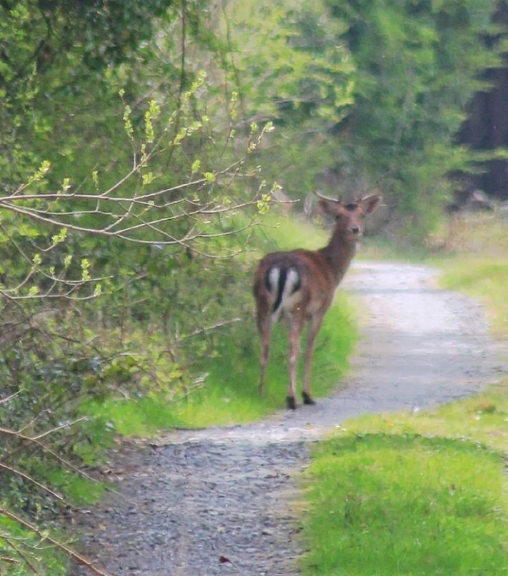 Strolling in the afternoon sunshine 🌞

#wilddeer
#NaturePhotography