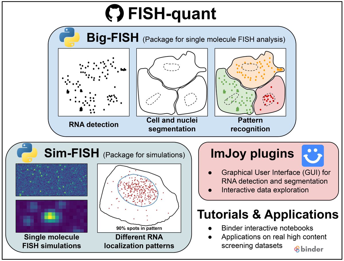 RNAJournal's tweet photo. #FISH-quant is a modular analysis toolbox for single-molecule RNA FISH images, from RNA detection to the description of RNA localization patterns https://t.co/lKowWWB1M2 https://t.co/afIaJE7QR8