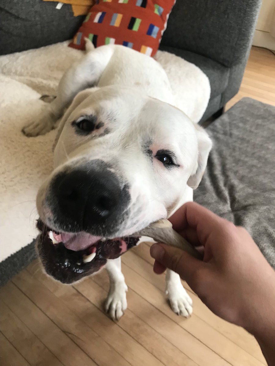 Bertie unsure if she wants to play or sleep on the couch…