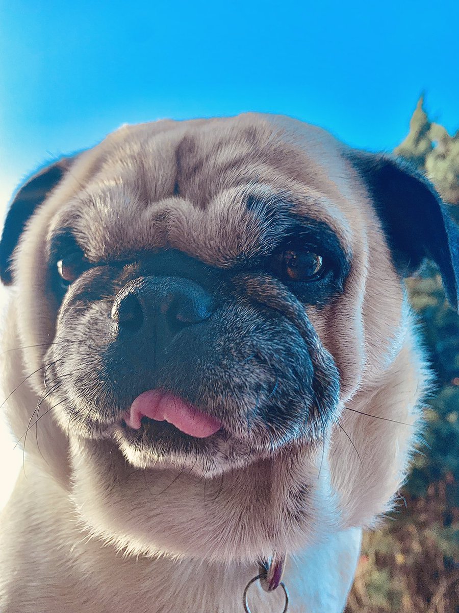 Lameass_Rossa's tweet image. My Mochi 🥹✨💙