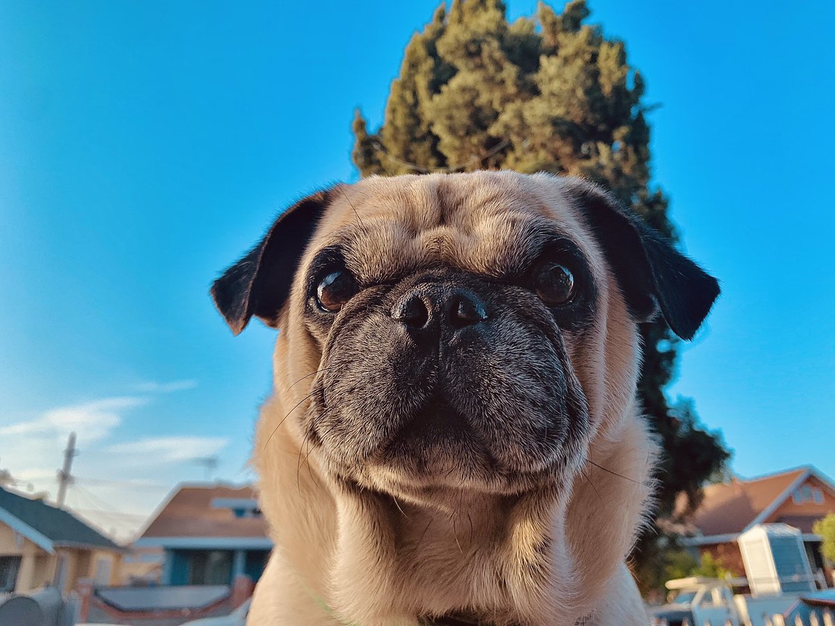 Lameass_Rossa's tweet image. My Mochi 🥹✨💙