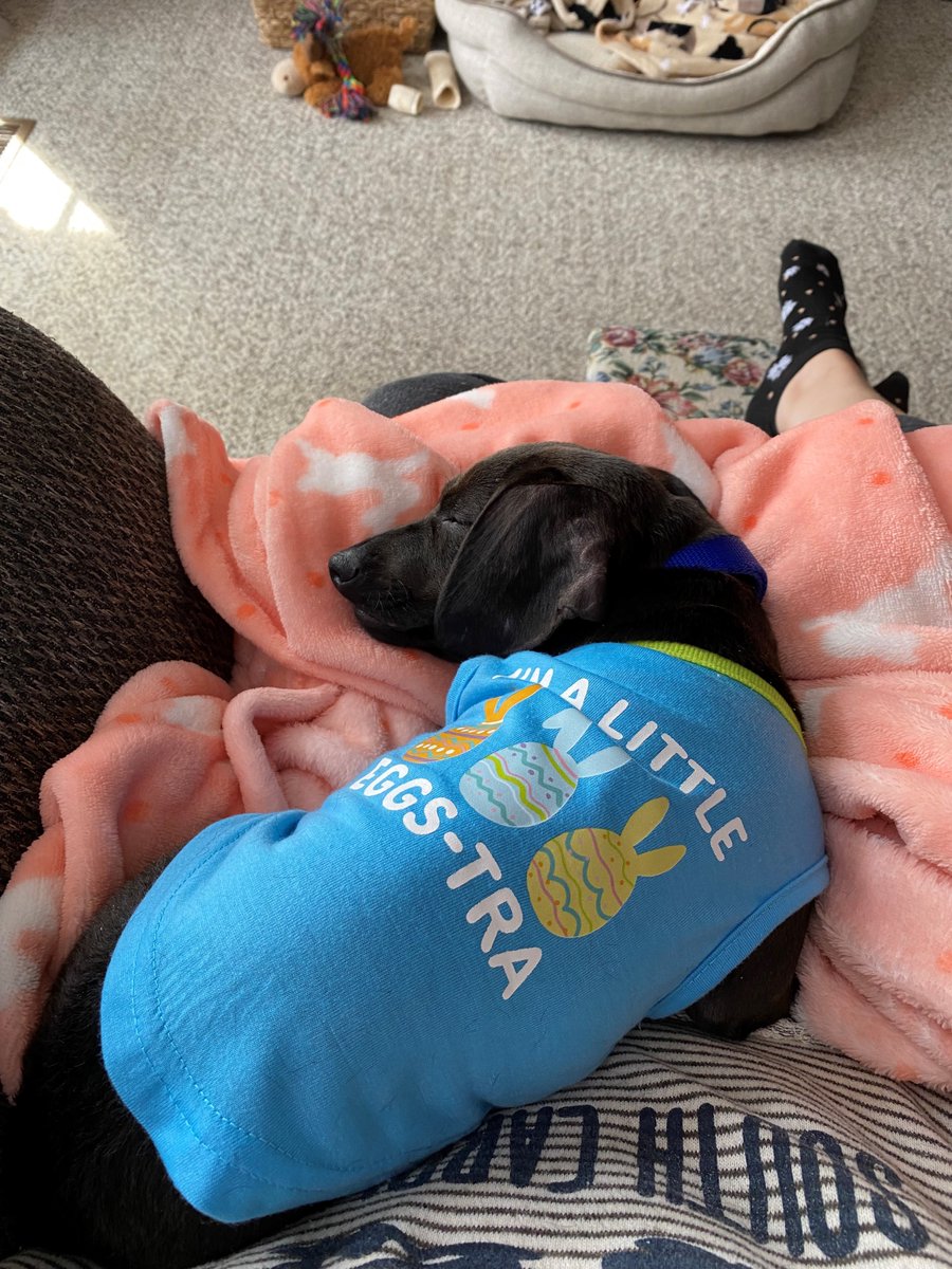 Humane Society of Summit County tweet media