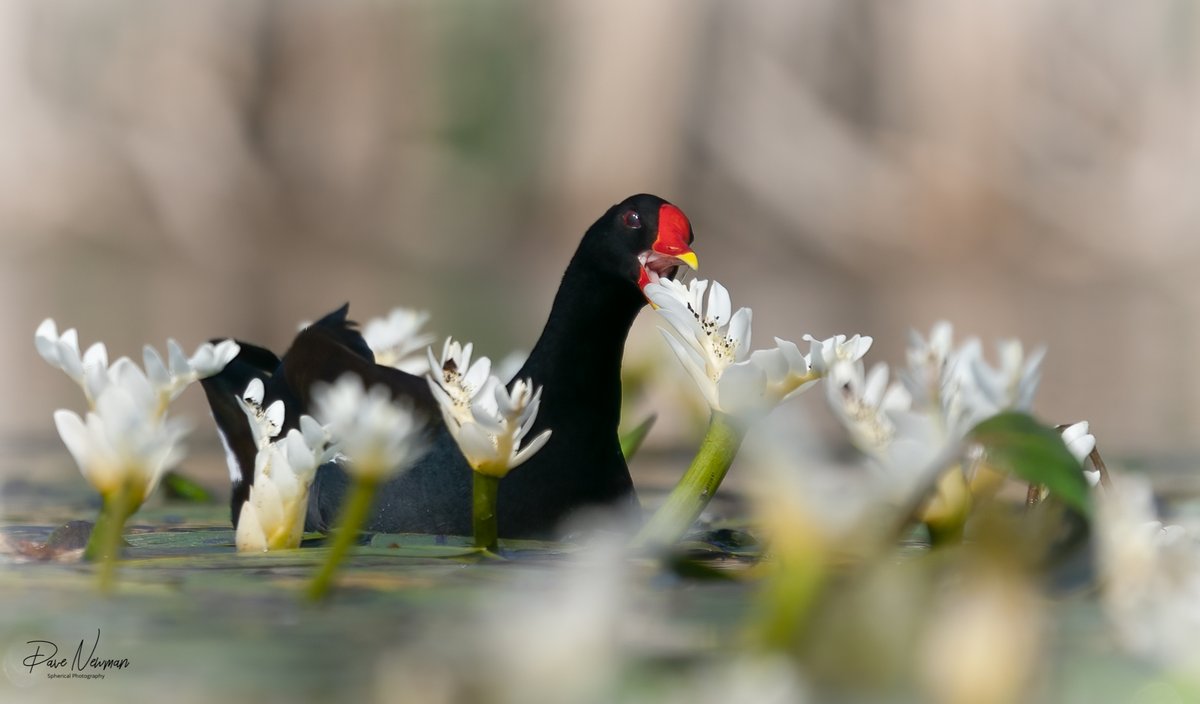 Good evening #TwitterNatureCommunity hows it all going? finally, #weekend this is a lily flower, munching Moorhen 
#passion #photography #love #hobby #TwitterNaturePhotography #bird #birds #amateurphotography #birdlovers #nature #wildlife #amazingworld #flowers #pondlife