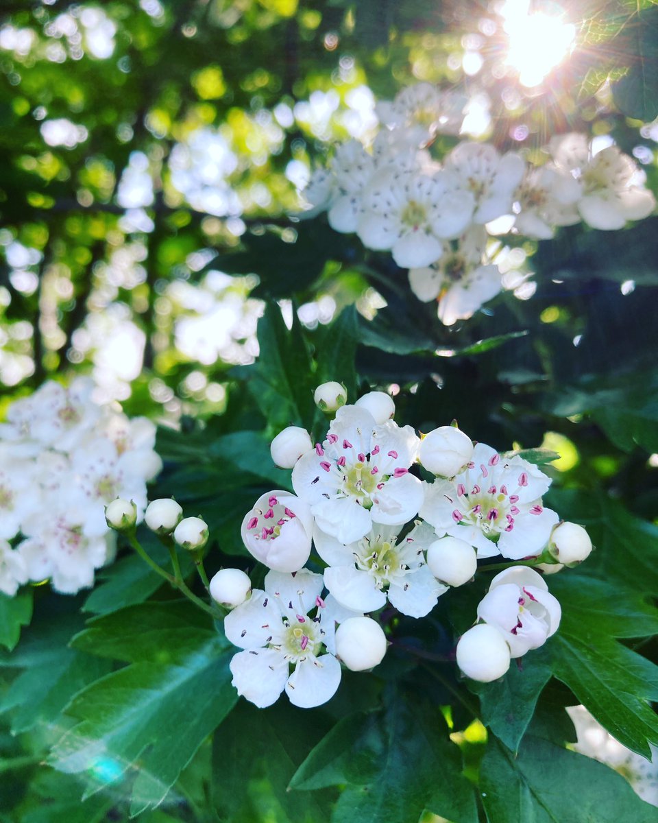 MWBoyleWriter's tweet image. Fornication and death! The odd scent of Hawthorn! Symbol of May, marriage &amp;amp; fertility. Hawthorn flowers contain the chemical triethylamine, also found in newly rotting flesh. As such, Hawthorn has long been thought to be unlucky within the home! #folklore