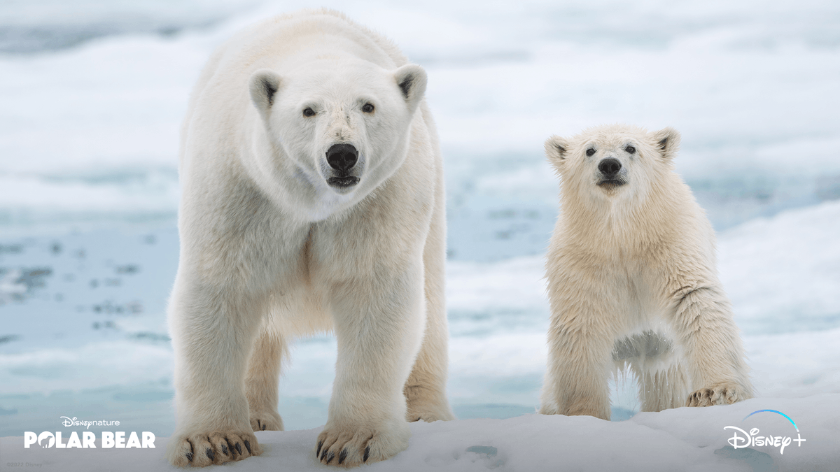It's a hard day's work to be snow cute.
 
Disneynature’s Polar Bear is now streaming on <a href="/DisneyPlus/">Disney+</a>.
