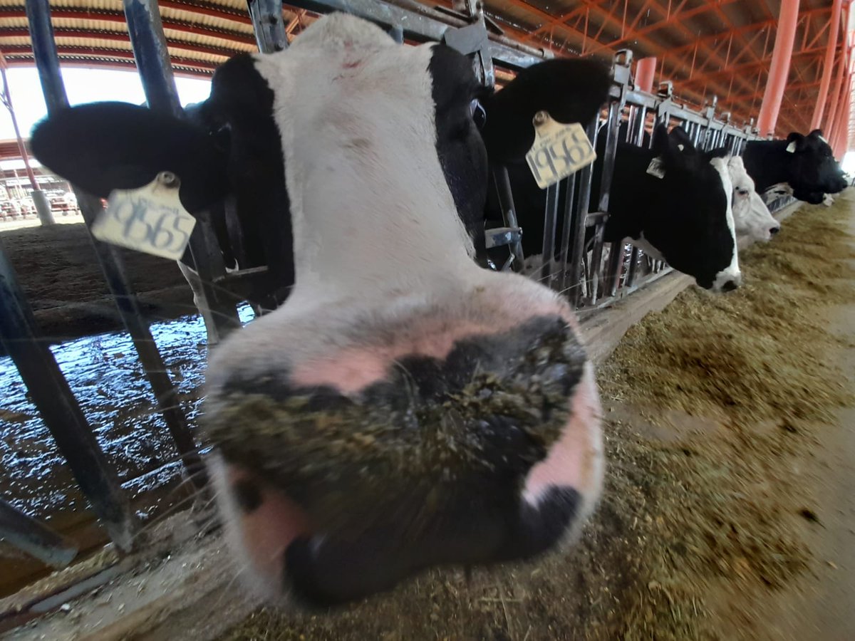 FIL_IDF's tweet photo. IDF Director General, Caroline Emond, enjoyed the visit to La Luna Farm and Granja Madero in the La Laguna region in Mexico, where impressive technology and innovation are applied both to production and animal welfare.
@EmondCa #dairy #dairyscienceandtechnology https://t.co/lDVG7zPcLN