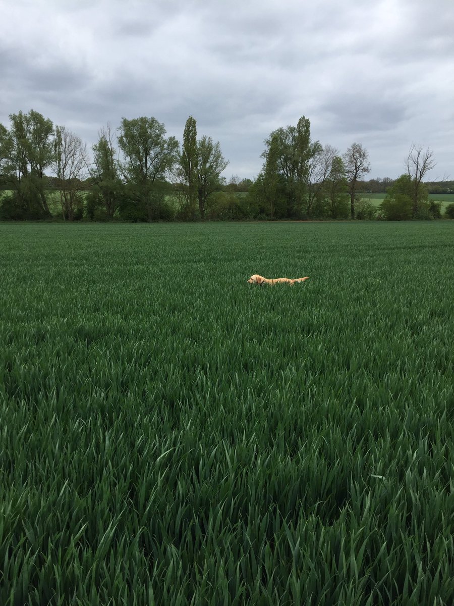 BidwellPatrick's tweet photo. Looks like I need to calibrate my labradors I am getting 2 different crop height readings. https://t.co/MquSHLCHfk