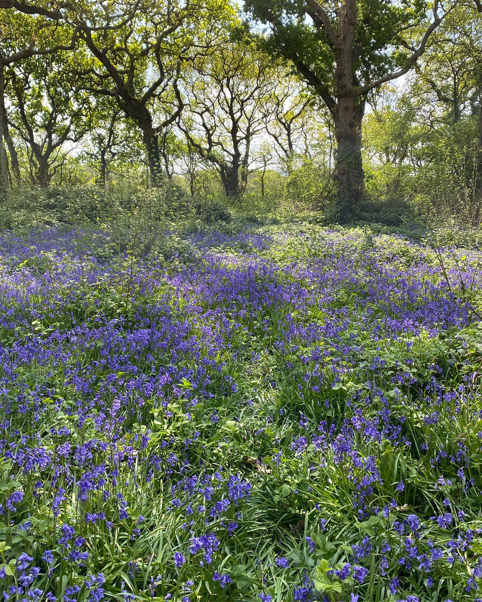 rogersanders's tweet image. This is a special place where as kids we made camps and had loads of adventures. Today I don’t think I’ve ever seen it more beautiful #Bluebells #shalfleet #IsleofWight
