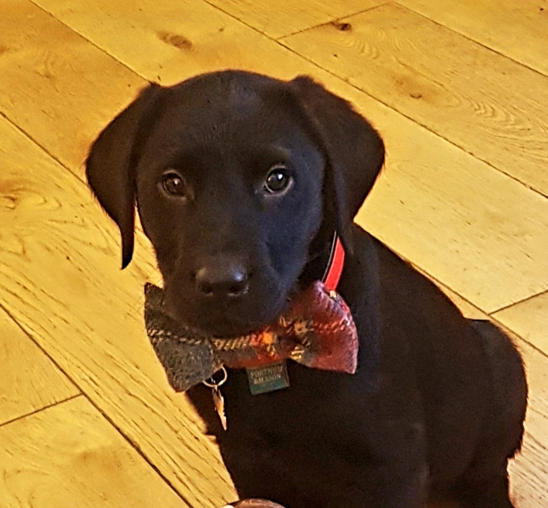 fauldsie's tweet image. Can I introduce you to our new member of the family? Please meet 12 week old Teddy. 😍😍