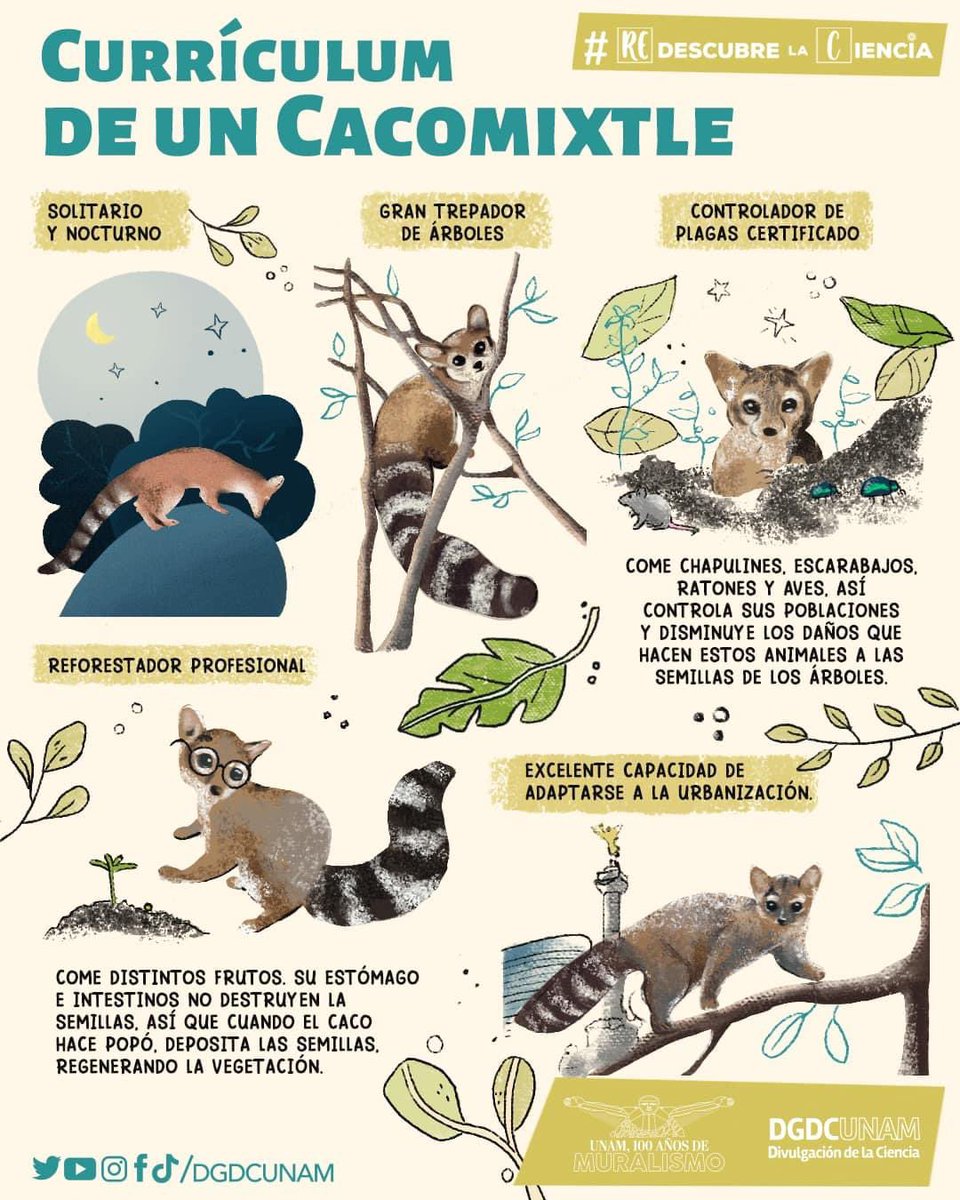 🎵No es un tlacuache, ni es un mapache🎶

El Cacomixtle es una especie única con múltiples cualidades de 💯 que lo vuelven indispensable para el ecosistema.
Por si fuera poco, ¡es ADORABLE! 💙

#RedescubreLaCiencia con este pequeño mamífero.