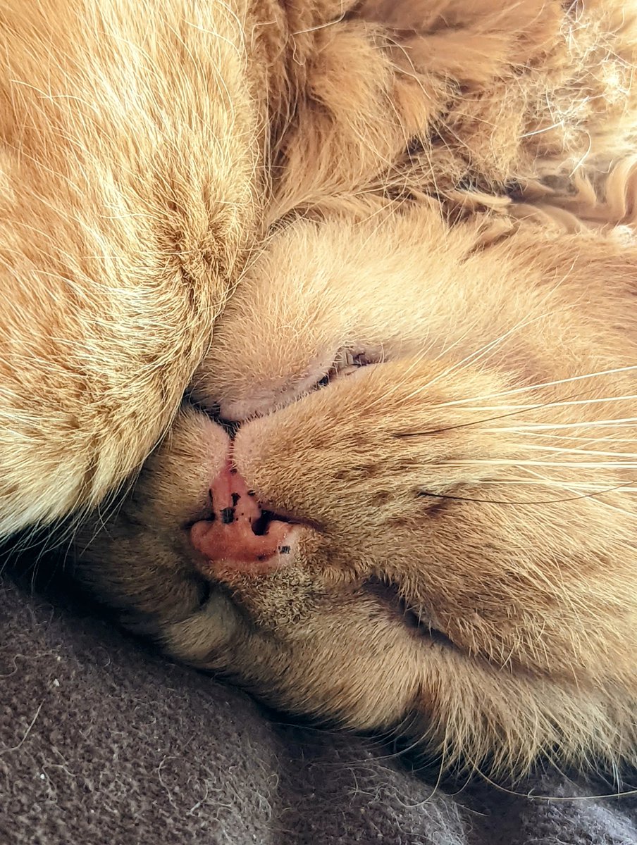 Tormund Sofasbane 🐱🦁🐱 tweet media