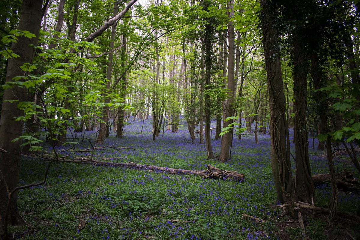 I found a stunning bluebell wood today. I fell over in some nettles getting to it but it was worth it!