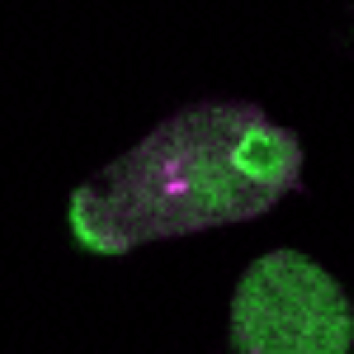 Wang, Cai &amp;co report a metabolic role of macropinocytosis regulated by Slc15A in Dictyostelium; more in our Research highlight: ow.ly/VfKI50IVepL