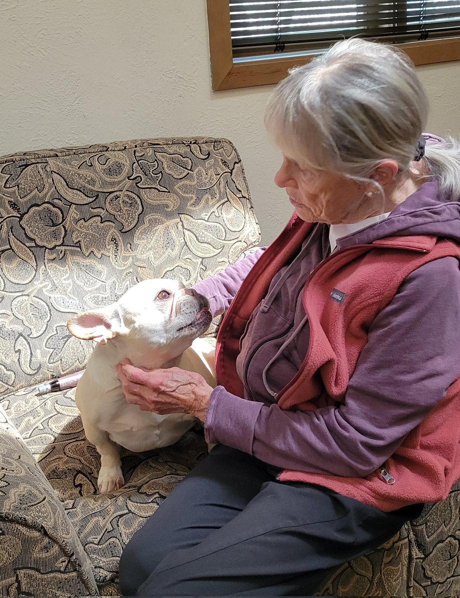 MiaVossOnTheGo's tweet photo. . @GidgetFrenchie gets her first #chiropractic adjustment. Thanks Dr. Bea! https://t.co/RHfK5sUM4r