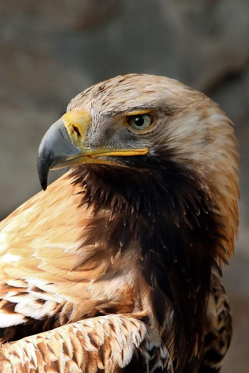 dzzodan's tweet photo. Orao krstaš koji se nalazi na grbu Srbije spada u ugrožene vrste. U Srbiji je preostalo samo pet gnezdećih parova, a država ne izdvaja sredstava iz budžeta za zaštitu ove ptice. Sva sredstva za očuvanje ove vrste stižu iz EU.
Mala lekcija o patriotizmu i stranim plaćenicima. https://t.co/ahcz1LLd8T