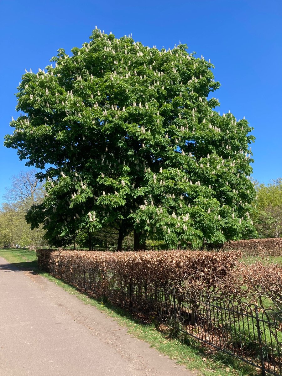 theroyalparks's tweet photo. Some stunning colours in @theroyalparks Greenwich Park this week. 

The Chestnut trees were looking resplendent on the backdrop of a stunning blue sky while the handkerchief tree in the Observatory Garden is a hidden gem. 

📷 thanks to volunteer Cindy. https://t.co/DKtKHdsxyV