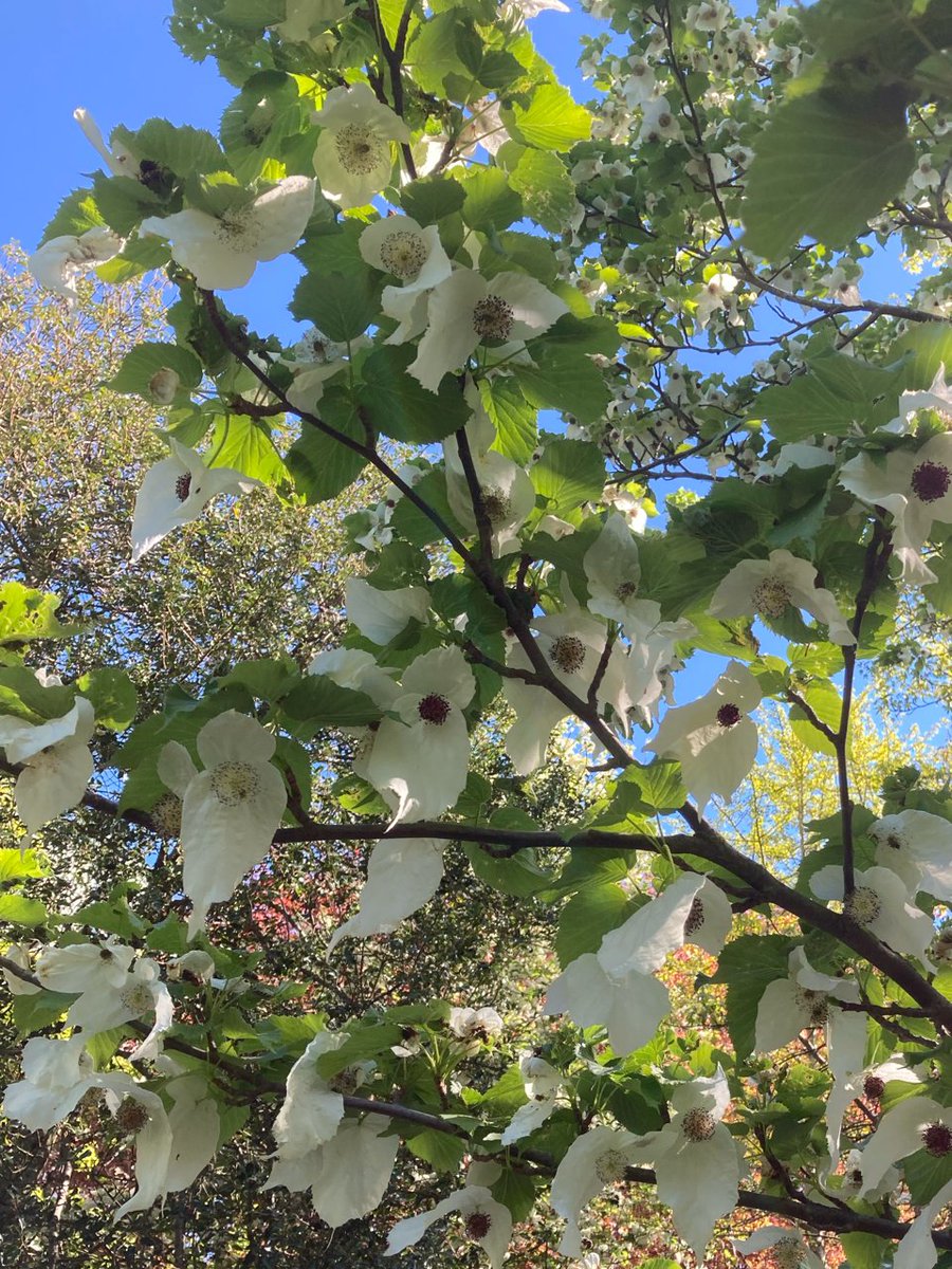 Some stunning colours in @theroyalparks Greenwich Park this week. The Chestnut trees were looking resplendent on the backdrop of a stunning blue sky while the handkerchief tree in the Observatory Garden is a hidden gem. 📷 thanks to volunteer Cindy.