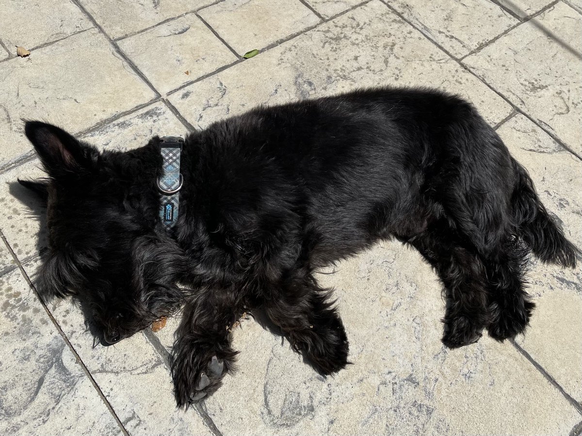 Here's my latest post on living longer and healthier. The topic is Downshifting, or How to Be More Like My Dogs. drmdmatthews.com/in-search-of-d… #bluezones #retirement #K12