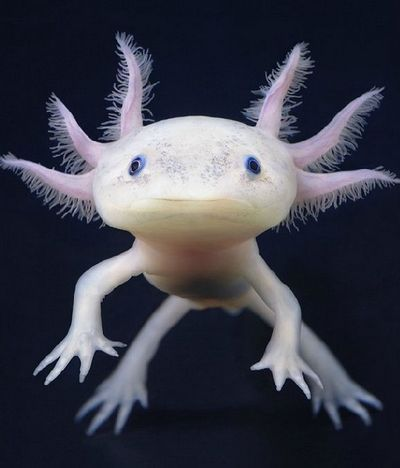skumbriaa's tweet photo. The axolotl is a paedomorphic salamander related to the tiger salamander. The species was originally found in several lakes, such as Lake Xochimilco underlying Mexico City. Axolotls are unusual among amphibians in that they reach adulthood without undergoing metamorphosis. https://t.co/Loe9dURbtc
