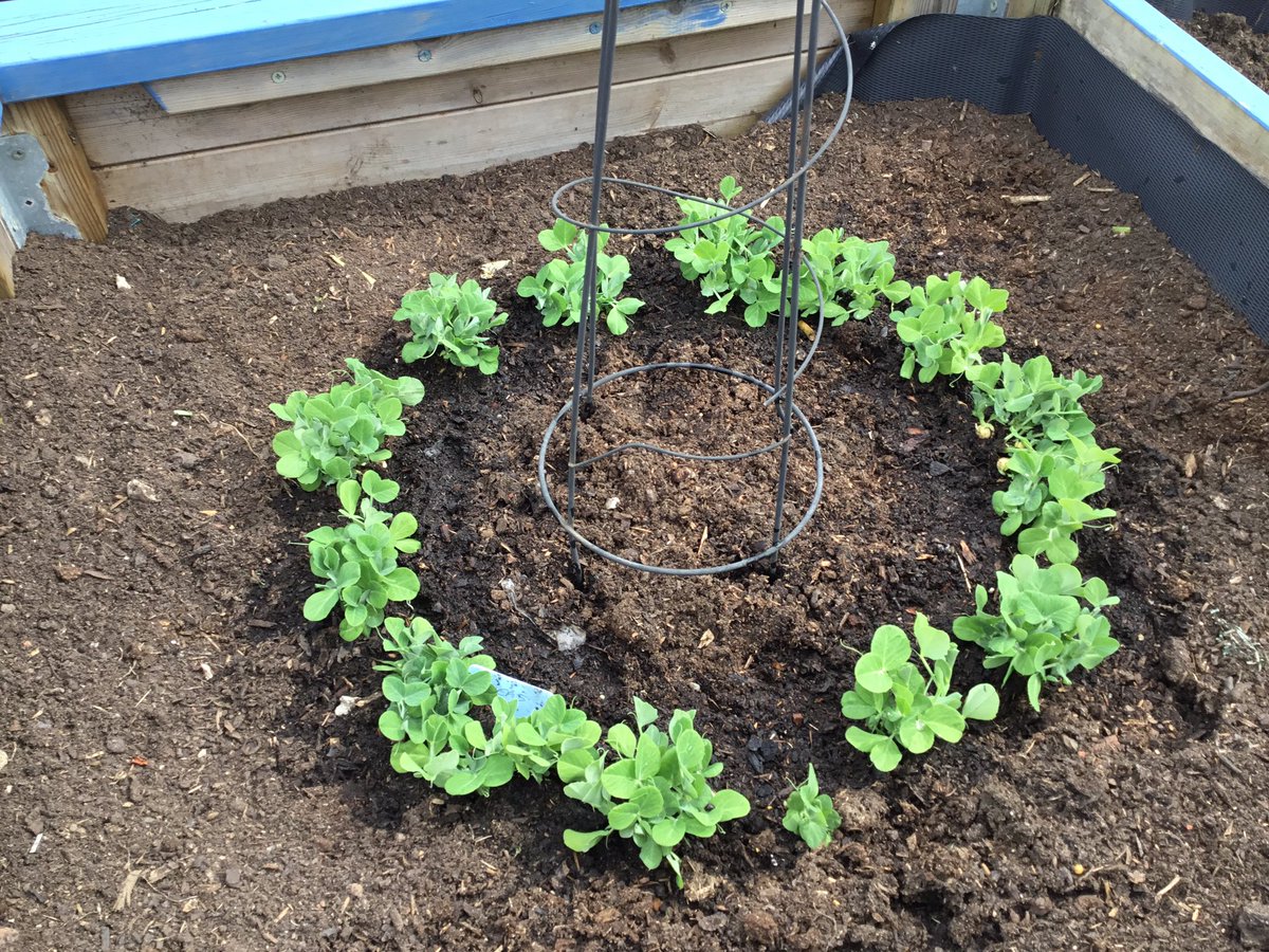 BargarranPS's tweet photo. Grow, grow, grow π€#groundsforlearning @LoveOutdoorLea1 @teach_outdoors @STEM_Ren @OutdoorClassUKI @KSBScotland @LtL_News @theoeap https://t.co/WJ1Z0dbFZ7