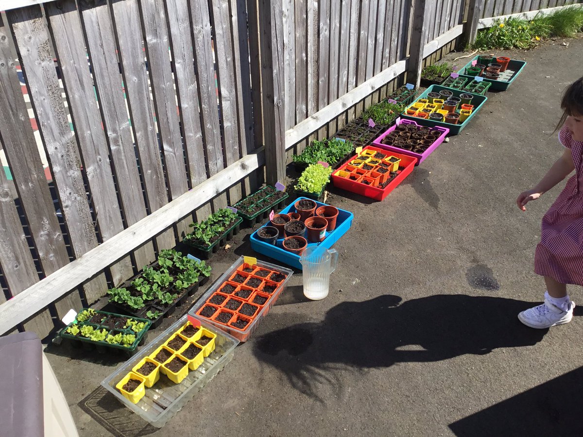 BargarranPS's tweet photo. Grow, grow, grow π€#groundsforlearning @LoveOutdoorLea1 @teach_outdoors @STEM_Ren @OutdoorClassUKI @KSBScotland @LtL_News @theoeap https://t.co/WJ1Z0dbFZ7