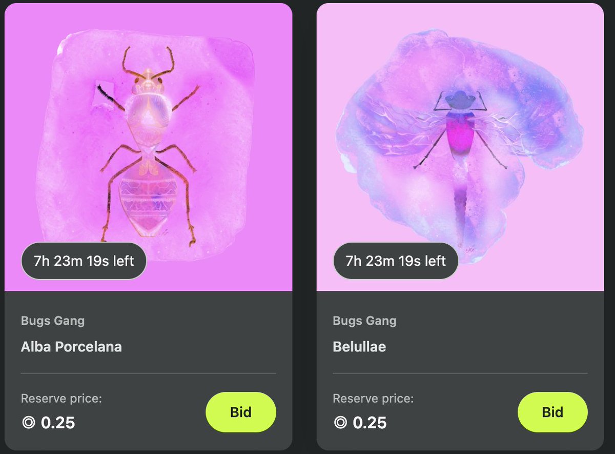 GAAAA hoomans ! How are you ? 😁☀️About 7h left for baby Porcelana 🐜 &amp; Belullae 

Beautiful day to you reading this, yeah !