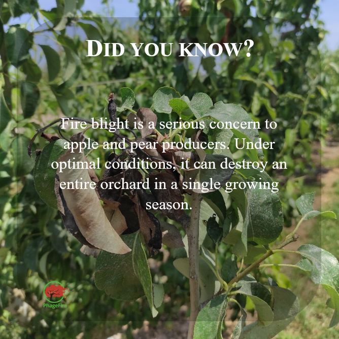 PhageFireEu's tweet photo. #didyouknow #fireblight #interestingfact #eu #phagefire #euproject #h2020 #horizon2020 https://t.co/tRrxhDycyN