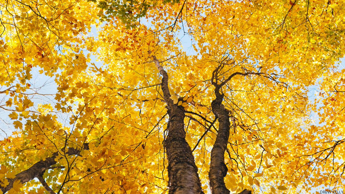nature_org's tweet photo. "To really feel a forest canopy one must use different senses, and often the most useful one is the sense of imagination." ― Joan Maloof #ArborDay🌳 https://t.co/qOBfHJPVkD