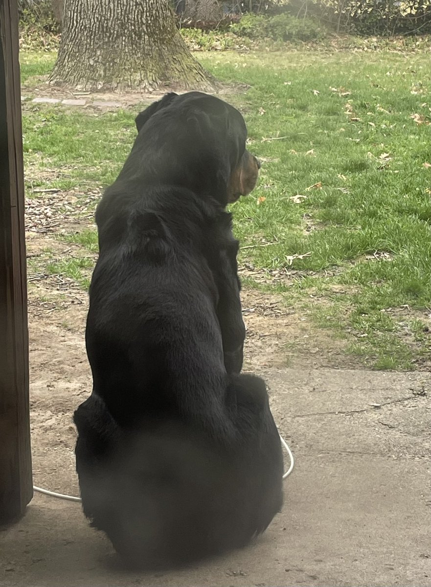 chief420247's tweet photo. Ziggy is being monitored this weekend. He seems to be feeling better, but heโs fulla meds. Only time with yell at this point, but Iโm glad heโs feeling better. Heโs looking around like he can actually SEE anything. #springsmells #blinddog #dogsoftwitter โค๏ธ๐๐ https://t.co/ldMAkqI2LN