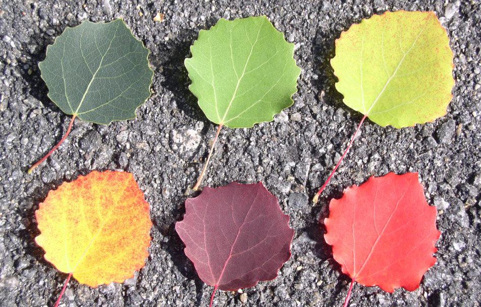 Umeå Plant Science Centre (UPSC) tweet media