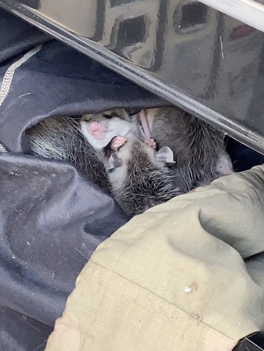 Cynthia Boatright Raleigh tweet media