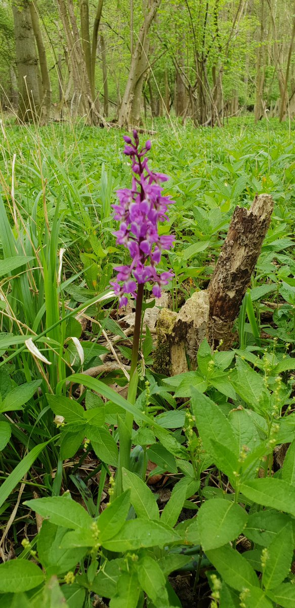 On Wednesday we had a site viewing with FWAG East for pond creation and restoration.

Excitingly, we found a group of Early Purple Orchids in our Ancient Woodland!

#biodiversity #sustainability