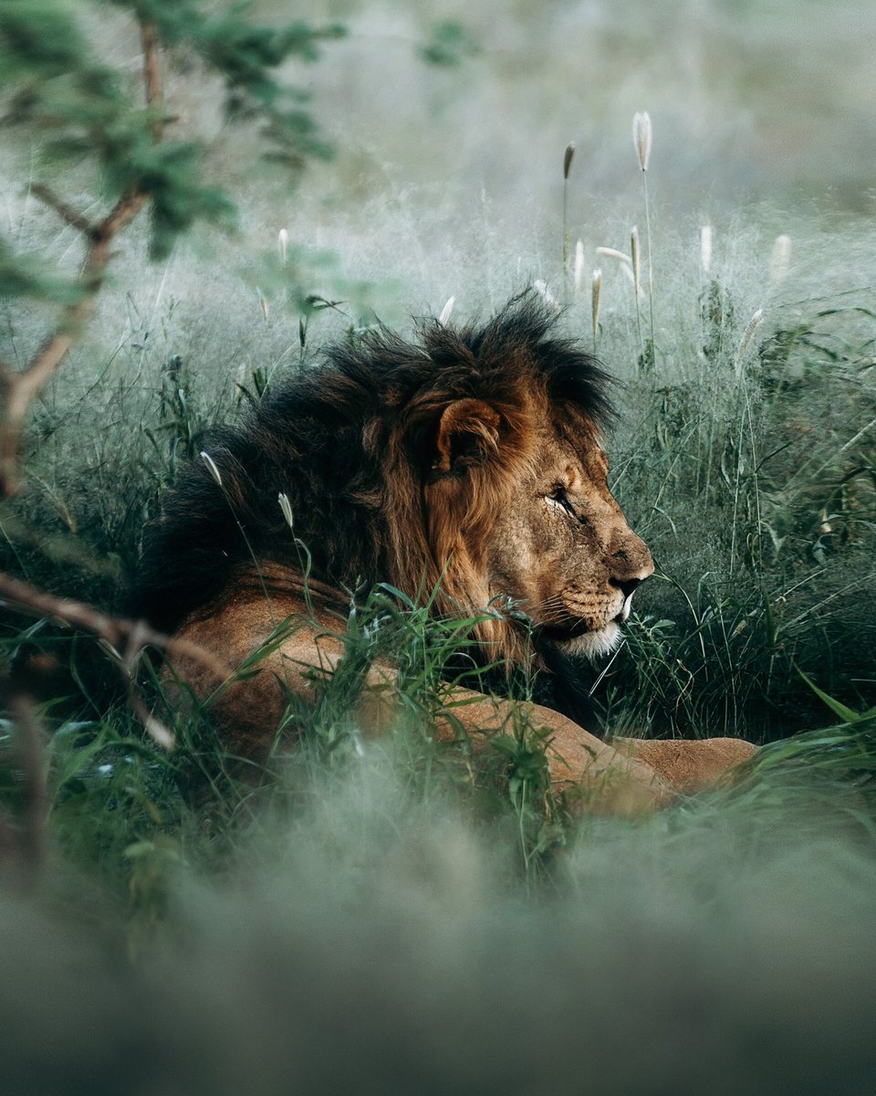 leocavazzana's tweet photo. Can I get a gm fam? 

Here’s to all pushing forward to make this space awesome. 

Here’s a gentle lion resting in the shade in Namibia. Do you have a favourite animal? 

#gm #photographynft #NFTCommunity https://t.co/JWs0n06cXj