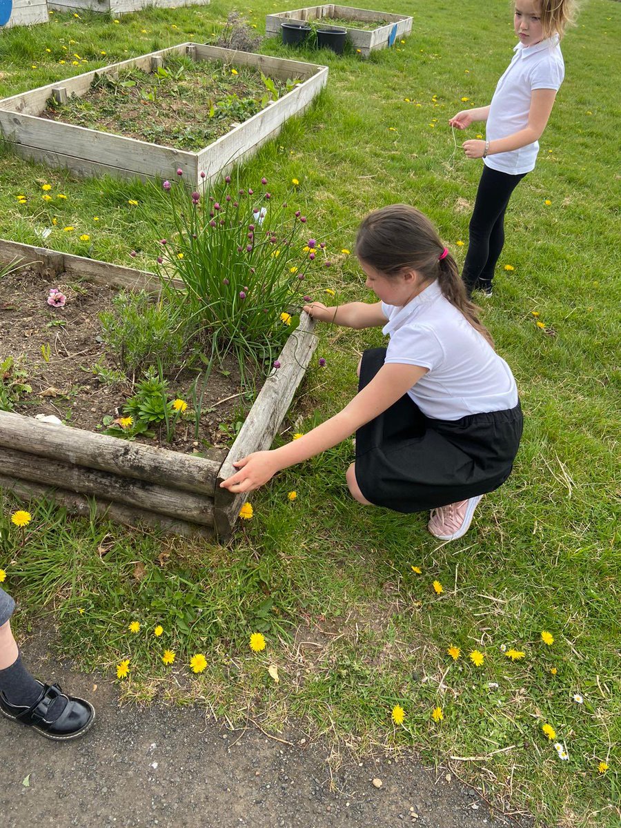 SaintJohnsRC's tweet image. We have been using non-standard units to measure length in our garden. #outsidelearning @NAC_numeracy