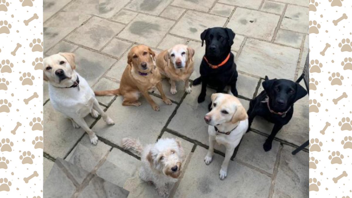 Our canine team wish you a wonderful bank holiday weekend! Theirs will be filled with lots of outdoor adventures!

#animalassistedtherapy #canineassistedtherapy #happybankholiday