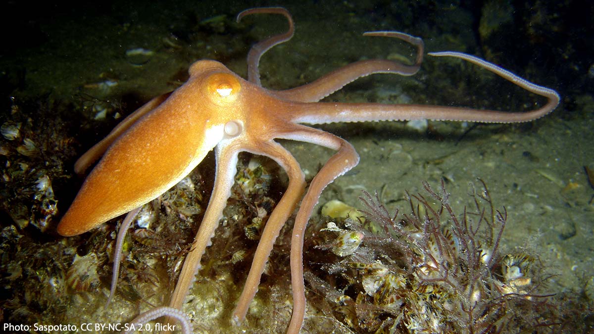 American Museum of Natural History on Twitter "While most octopuses camouflage themselves in