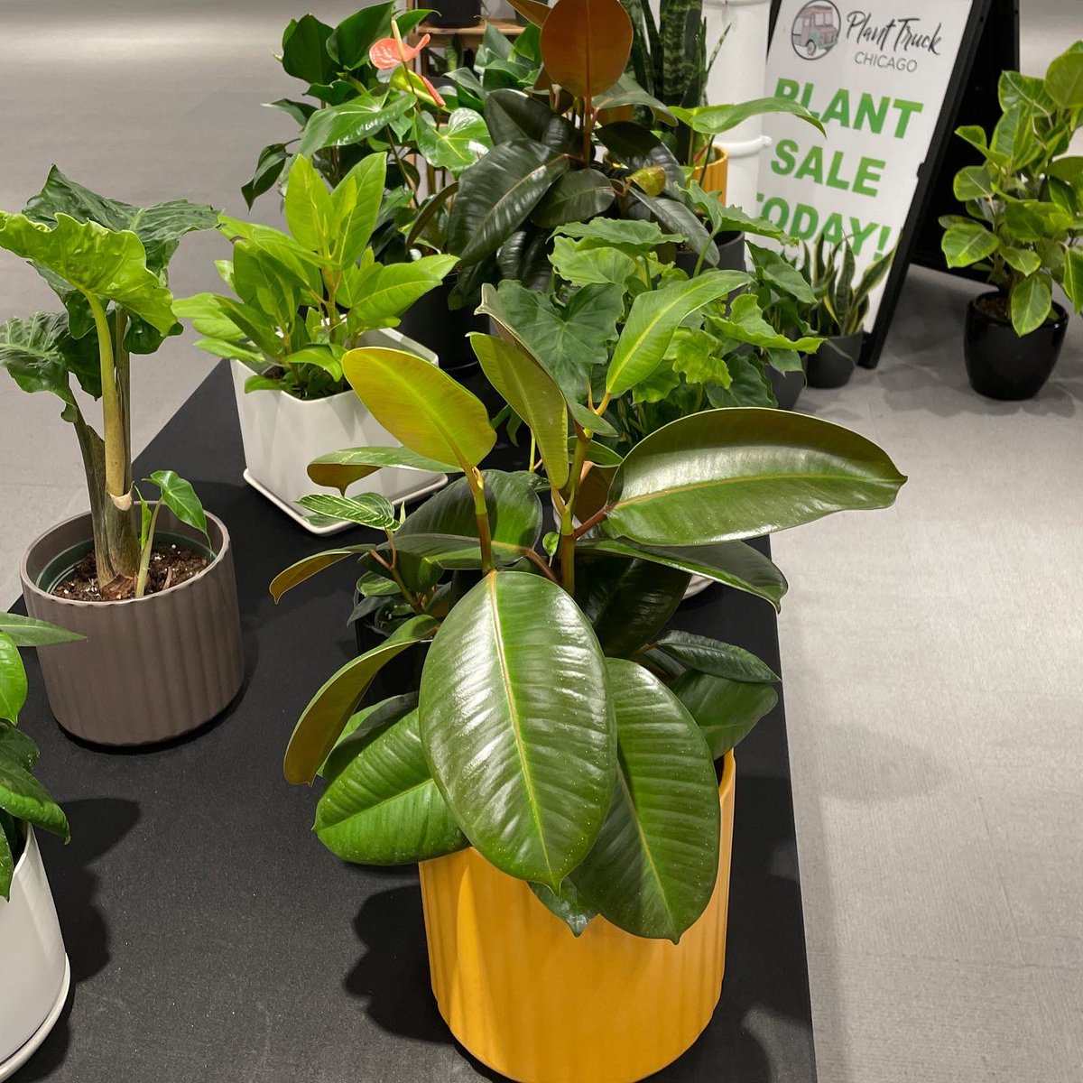 We’re ready to kick off a great weekend at the @ooakchicago!! Show starts at 10am today (Friday, April 29) and runs through Sunday! Find us at the Merchandise Mart, booth 7-3029. #getgrowing