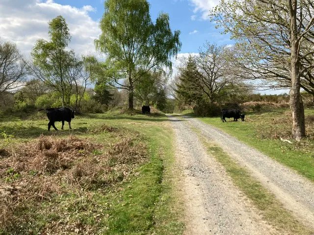 Our herd of Dexter cattle have been enjoying the sunshine and fresh green growth of Spring the past few weeks. #conservationgrazing #dextercattle #wyreforest