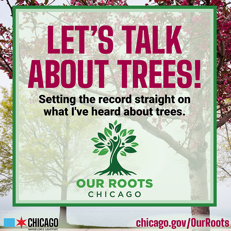 ChiPublicHealth's tweet photo. Happy #ArborDay π³π³π³
#DYK Chicago's average canopy coverage is only 16%, and in historically underserved communities, it varies from 4% to 10% #TreeOneOne
#OurRootsChi is here to change that. The city's creating resilient and sustainable communities with trees.
π§΅1/3 https://t.co/VImSyZhOqw
