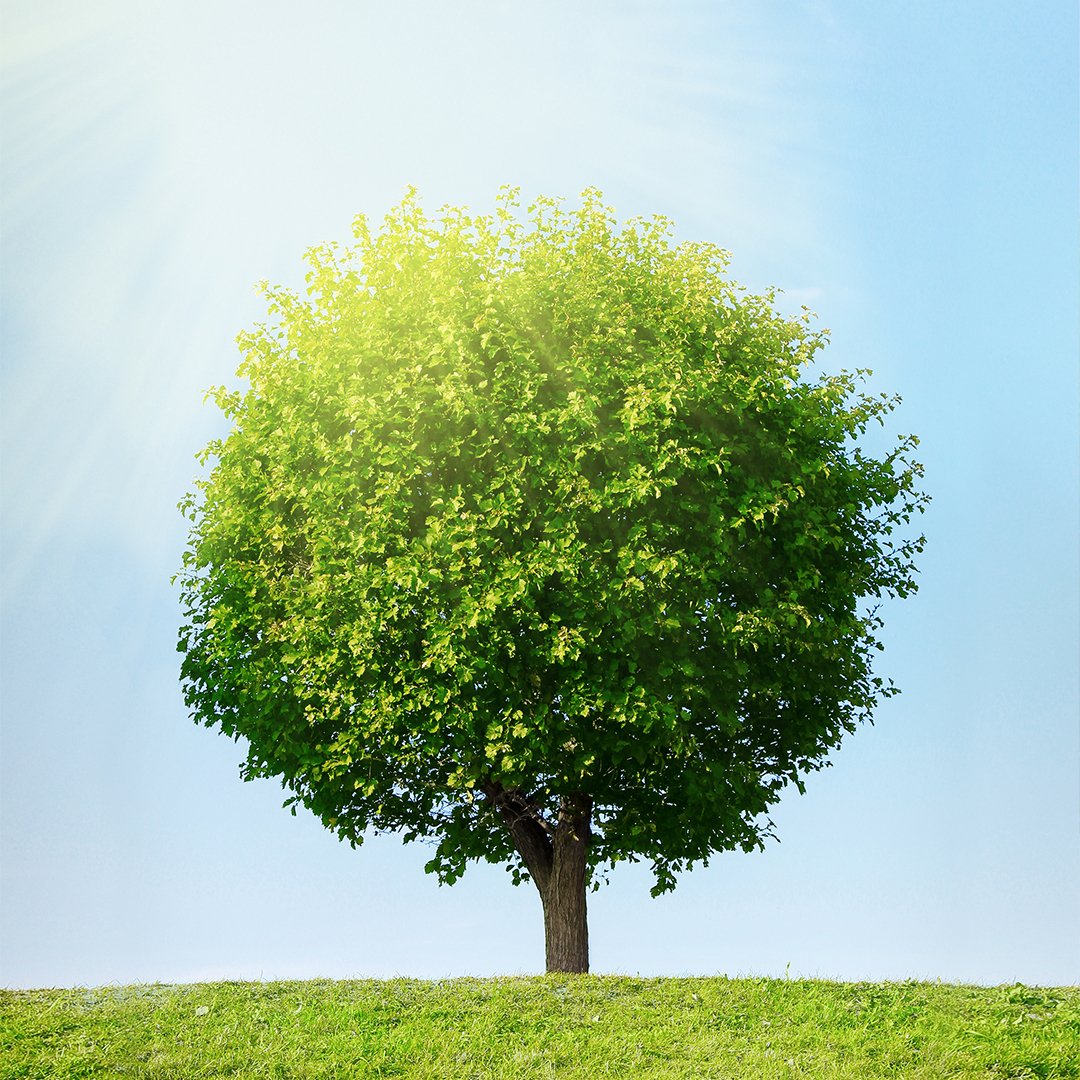 In 1872, a man named J. Sterling Morton first proposed a tree planting holiday to be called "Arbor Day" at a meeting of the State Board of Agriculture. Since that meeting, Arbor Day serves as a beautiful reminder of how important agriculture is to us. 🌳