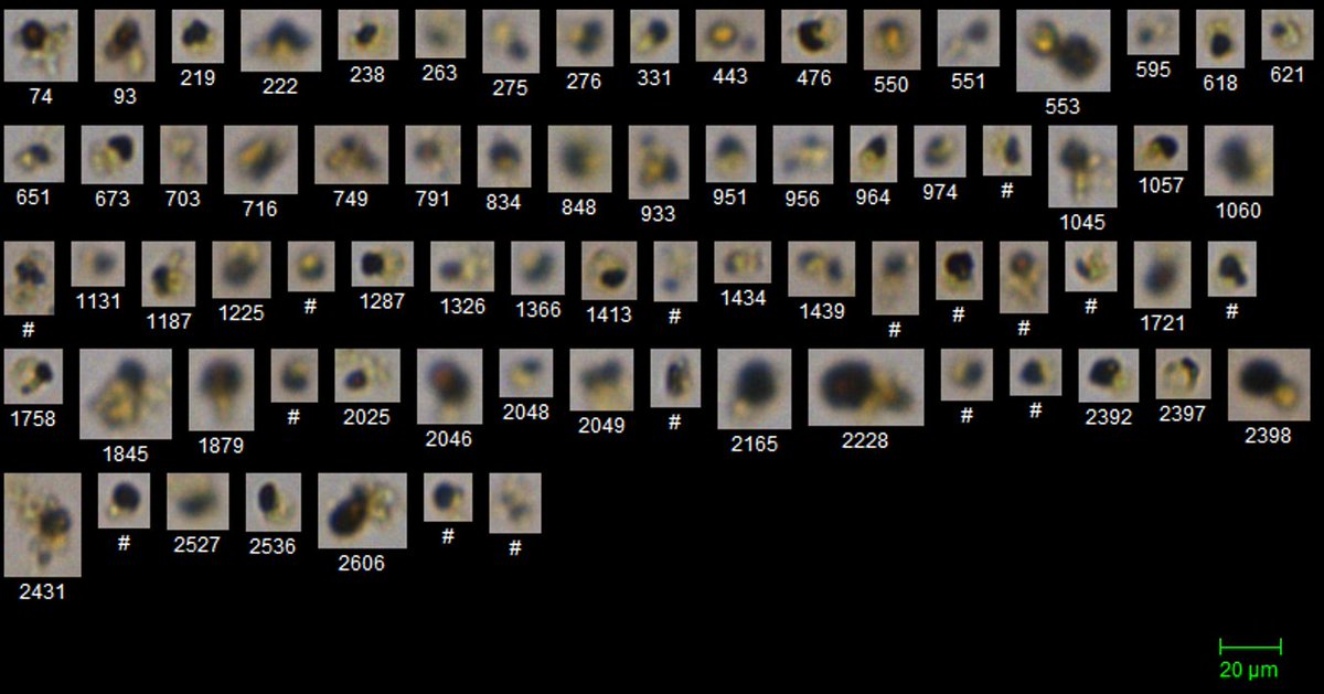 Dr Russell Arnott tweet media