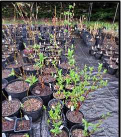 WSUClallam's tweet photo. Native Plants: Part 1
Red elderberry, blue elderberry, twinberry, thimbleberry, service berry &amp; more. Native species help to keep our ecosystem in balance and help wildlife flourish. Clallam Master Gardeners Plant Sale, Saturday, May 7th ~ 9–3 p.m. 2711 Woodcock Road, Sequim. https://t.co/EkzngZHn70