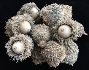 Ohio Native Plants of Distinction # 4 Bur Oak (Quercus macrocarpa). Oaks in the White Oak Family feed more species of caterpillars than any other. Good urban tree, tolerant of air pollution &amp; car exhaust. Lovely acorns w/ fuzzy caps. #OhioNativePlantMonth ow.ly/KM1G50IoAQw