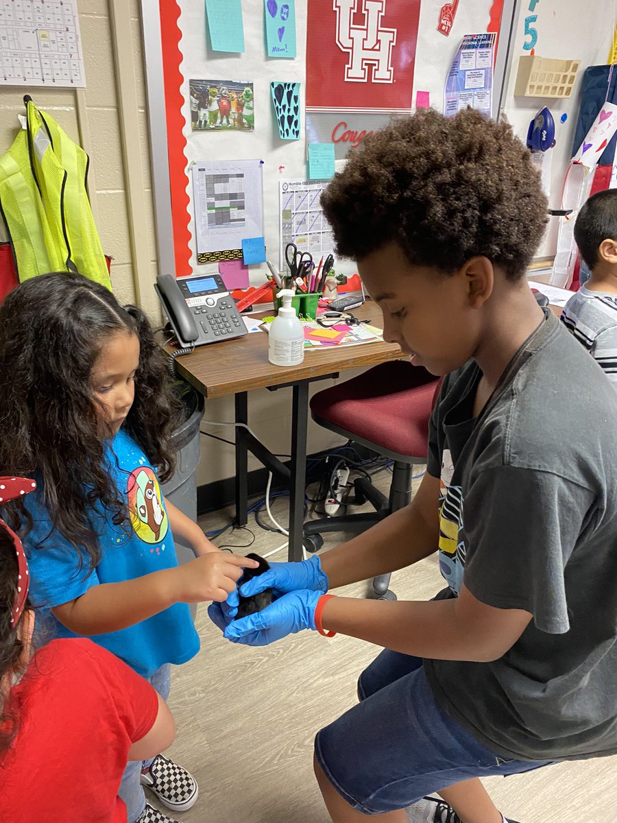 CrisFord23's tweet photo. This is my second year doing the life cycle of a chicken but I’m making it a tradition that my 5th graders get to name them and socialize the chicks! This crew even helped with Pre-K! #WPEScience @HumbleISD_WPE @Humble_Science @HumbleISD https://t.co/uXOhXuZFBD