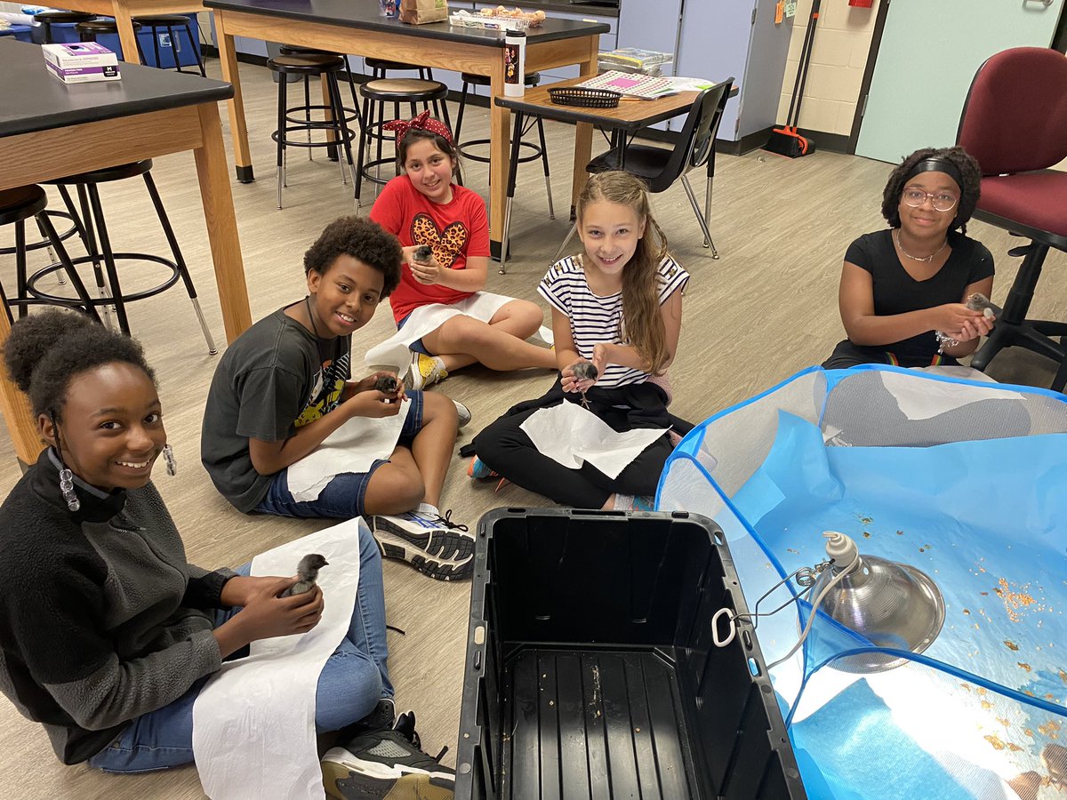 CrisFord23's tweet photo. This is my second year doing the life cycle of a chicken but I’m making it a tradition that my 5th graders get to name them and socialize the chicks! This crew even helped with Pre-K! #WPEScience @HumbleISD_WPE @Humble_Science @HumbleISD https://t.co/uXOhXuZFBD